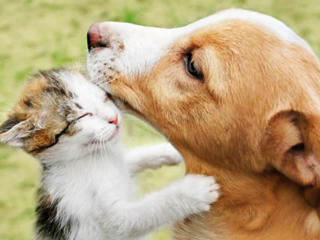 Cães e gatos também podem doar sangue – Jornal Tradição